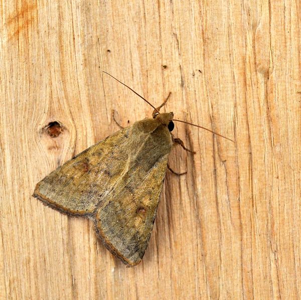 Helicoverpa armigera